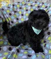 Armani, a male Shihpoo for sale in Poteau, OK – Photo 6 of 10