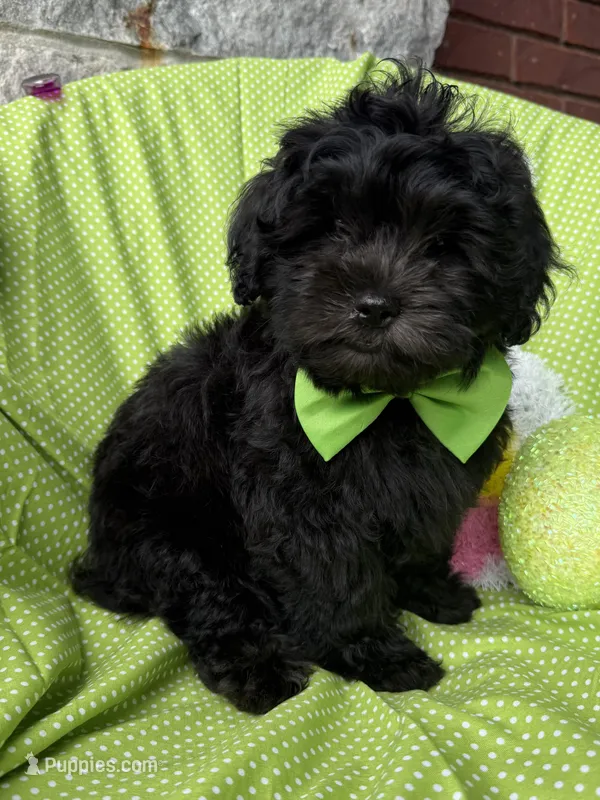 Armani – Shihpoo puppy for sale in Poteau, OK