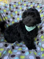 Armani, a male Shihpoo for sale in Poteau, OK – Photo 8 of 10