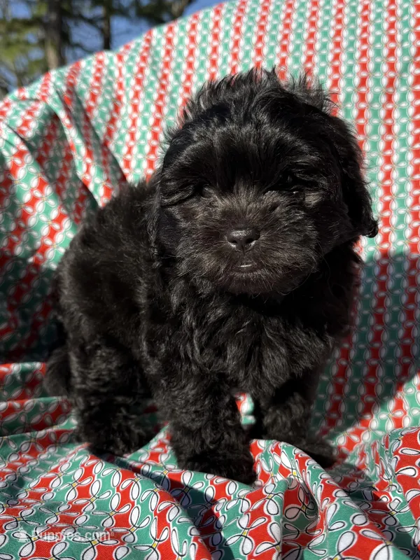 Armani – Shihpoo puppy for sale in Poteau, OK