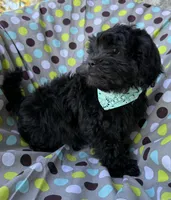 Armani, a male Shihpoo for sale in Poteau, OK – Photo 4 of 10