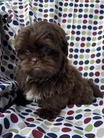 AKC Snickers, a male Shih Tzu for sale in Poteau, OK – 4 of 10
