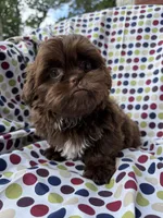 AKC Snickers, a male Shih Tzu for sale in Poteau, OK – 9 of 10