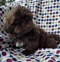 AKC Snickers, a male Shih Tzu for sale in Poteau, OK – 7 of 10