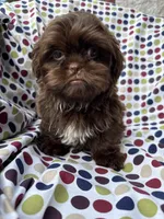 AKC Snickers, a male Shih Tzu for sale in Poteau, OK – 2 of 10