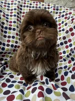 AKC Snickers, a male Shih Tzu for sale in Poteau, OK – 5 of 10