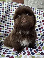 AKC Snickers, a male Shih Tzu for sale in Poteau, OK – 3 of 10