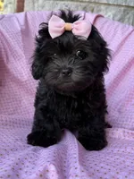 Versace, a female Shihpoo for sale in Poteau, OK – Photo 6 of 10