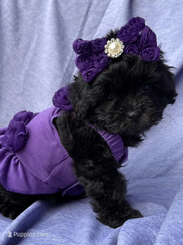 Versace – Shihpoo puppy for sale in Poteau, OK