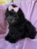 Versace, a female Shihpoo for sale in Poteau, OK – Photo 5 of 10