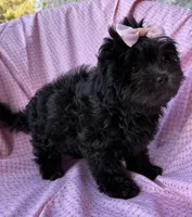 Versace, a female Shihpoo for sale in Poteau, OK – Photo 9 of 10