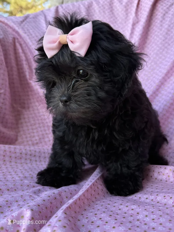 Versace – Shihpoo puppy for sale in Poteau, OK