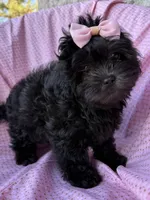 Versace, a female Shihpoo for sale in Poteau, OK – Photo 4 of 10