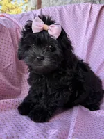 Versace, a female Shihpoo for sale in Poteau, OK – Photo 8 of 10