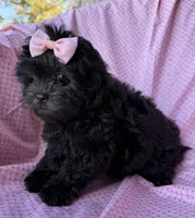 Versace, a female Shihpoo for sale in Poteau, OK – Photo 7 of 10
