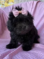 Versace, a female Shihpoo for sale in Poteau, OK – Photo 2 of 10