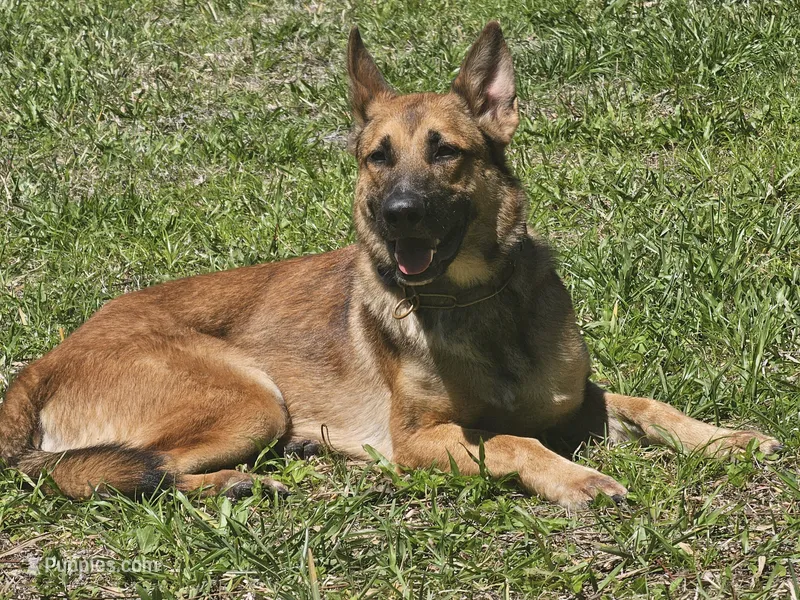 Iceman, a male Belgian Malinois and German Shepherd Dog for sale in Englewood, FL – Photo 1 of 10