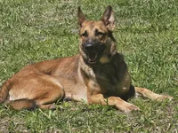 Iceman, a male Belgian Malinois and German Shepherd Dog for sale in Englewood, FL – Photo 1 of 10