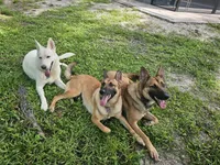 Iceman, a male Belgian Malinois and German Shepherd Dog for sale in Englewood, FL – Photo 6 of 10