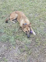 Iceman, a male Belgian Malinois and German Shepherd Dog for sale in Englewood, FL – Photo 10 of 10