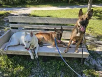 Iceman, a male Belgian Malinois and German Shepherd Dog for sale in Englewood, FL – Photo 3 of 10