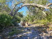 Iceman, a male Belgian Malinois and German Shepherd Dog for sale in Englewood, FL – Photo 9 of 10