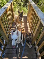 Iceman, a male Belgian Malinois and German Shepherd Dog for sale in Englewood, FL – Photo 2 of 10