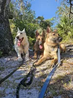 Iceman, a male Belgian Malinois and German Shepherd Dog for sale in Englewood, FL – Photo 4 of 10