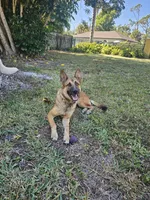 Iceman, a male Belgian Malinois and German Shepherd Dog for sale in Englewood, FL – Photo 5 of 10
