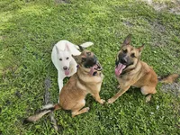Iceman, a male Belgian Malinois and German Shepherd Dog for sale in Englewood, FL – Photo 8 of 10