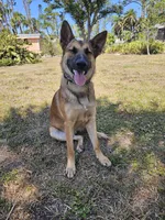 Iceman, a male Belgian Malinois and German Shepherd Dog for sale in Englewood, FL – Photo 7 of 10