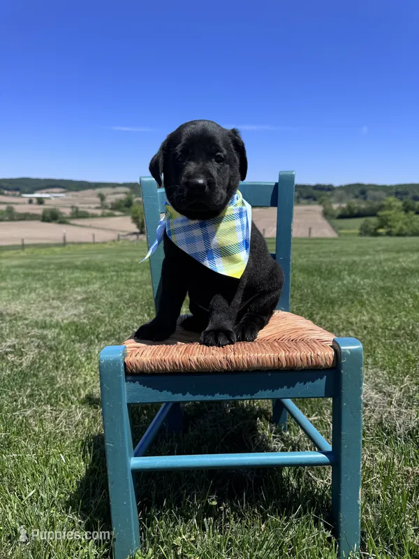 Fenrys  – Labrador Retriever puppy for sale in Dundee, OH