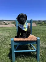 Fenrys , a male Labrador Retriever for sale in Dundee, OH – 1 of 7
