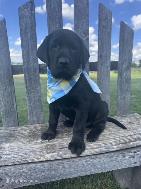Fenrys  – Labrador Retriever puppy for sale in Dundee, OH