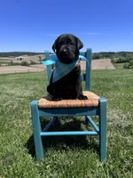 Lorcan , a male Labrador Retriever for sale in Dundee, OH – 7 of 8