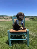 Dorian , a male Labrador Retriever for sale in Dundee, OH – 4 of 7