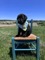 Fenrys , a male Labrador Retriever for sale in Dundee, OH – 2 of 7