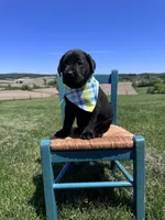 Fenrys , a male Labrador Retriever for sale in Dundee, OH – 6 of 7