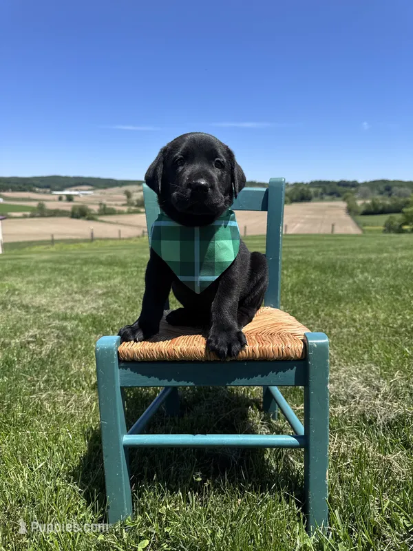 Chaol – Labrador Retriever puppy for sale in Dundee, OH