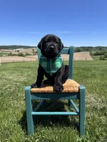 Chaol, a male Labrador Retriever for sale in Dundee, OH – 1 of 9