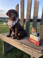 Luna , a female Labrador Retriever for sale in Dundee, OH – 2 of 8