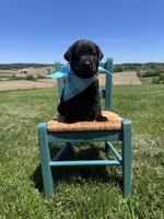 Lorcan , a male Labrador Retriever for sale in Dundee, OH – 4 of 8