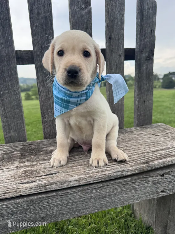 Rowan  – Labrador Retriever puppy for sale in Dundee, OH