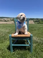 Darrow, a male Labrador Retriever for sale in Dundee, OH – 4 of 10
