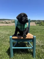 Chaol, a male Labrador Retriever for sale in Dundee, OH – 4 of 9