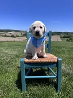Nox, a male Labrador Retriever for sale in Dundee, OH – 7 of 10
