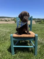 Dorian , a male Labrador Retriever for sale in Dundee, OH – 3 of 7
