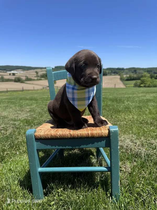 Dorian  – Labrador Retriever puppy for sale in Dundee, OH