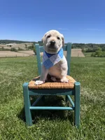 Darrow, a male Labrador Retriever for sale in Dundee, OH – 5 of 10