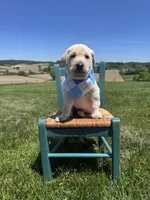 Darrow, a male Labrador Retriever for sale in Dundee, OH – 7 of 10